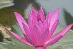 lotusbluete